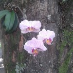 Orchideen auf dem Campus der USP in Sao Carlos 